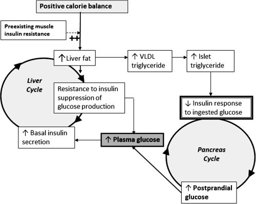 De (omkeerbare) Tweeling Cyclus van de etiologie van diabetes type 2 volgens Roy Taylor.